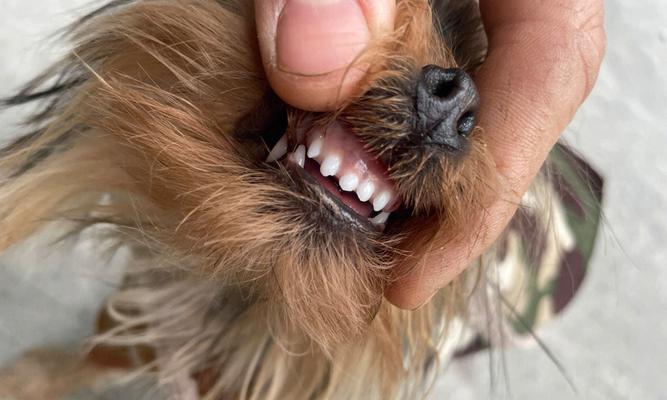 如何给宠物清洁牙齿？（小技巧让狗狗的牙齿更健康！）