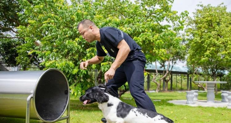 如何训练史宾格犬——打造忠诚、聪明的宠物（从基础训练到高级技能，让你的史宾格犬成为你的得力助手）