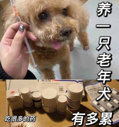 老年犬的养护之道（如何给老年犬提供最好的照顾？）