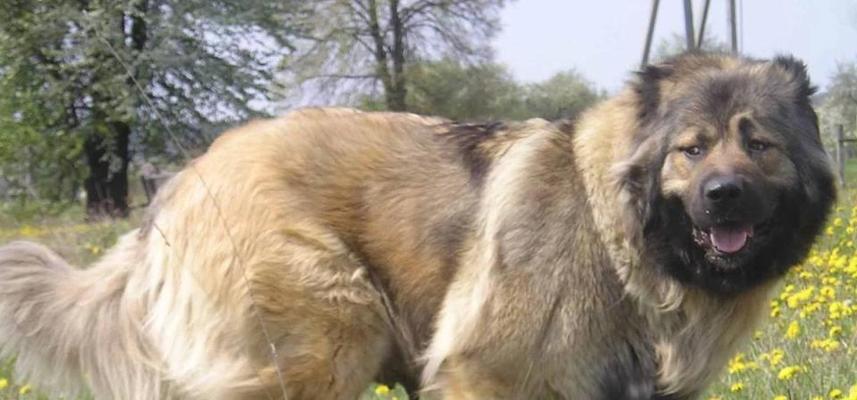 如何养好藏獒——宠物爱好者必读（从饲养习惯、训练方法到健康护理，全方位了解藏獒养护）