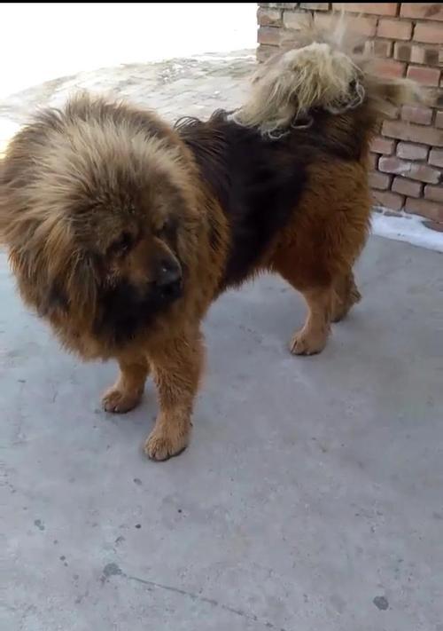 如何养好藏獒——宠物爱好者必读（从饲养习惯、训练方法到健康护理，全方位了解藏獒养护）