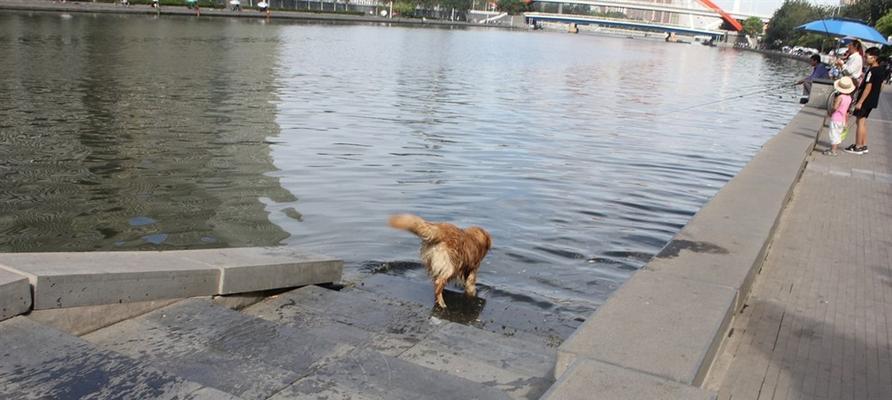 如何安全地带宠物犬下水（宠物犬下水的注意事项与技巧）