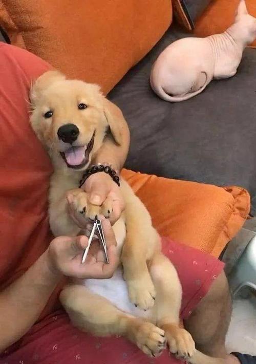 如何为宠物犬剪指甲（指甲修剪技巧、工具和注意事项）