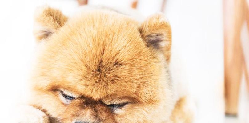 如何预防幼犬感冒？（宠物养护必备，从日常护理入手）