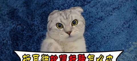 如何为你的折耳猫提供健康饮食？（从宠物食品到自制餐，为你的折耳猫提供全面的营养）