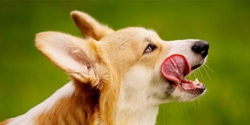 如何正确为狗狗补钙（给宠物补钙的正确方法，关注狗狗健康）