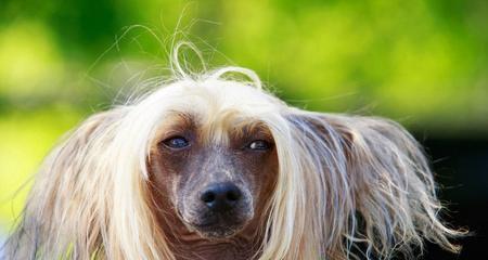 中国冠毛犬的优雅运动之旅（以宠物为主的健康生活方式）