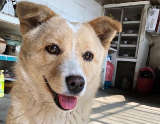 中华田园犬的优点（一只独特的宠物，值得拥有）