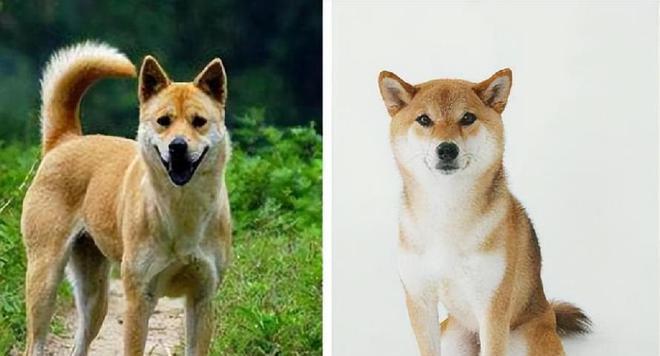 中华田园犬——理想的宠物选择（好养又聪明，让你爱不释手）