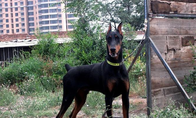 迷你杜宾犬的饮食习惯（可以吃鸡蛋吗？——探究迷你杜宾犬的饮食偏好）