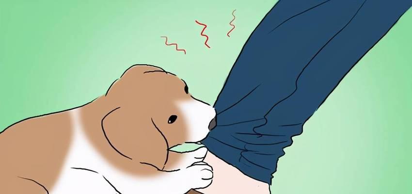 宠物狗突然咬人的原因探究（为什么狗狗会攻击主人？-行为、健康、环境三大因素分析）
