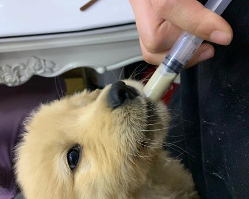 如何有效治疗狗狗细小病毒？（以宠物为主的治疗方案及预防措施）
