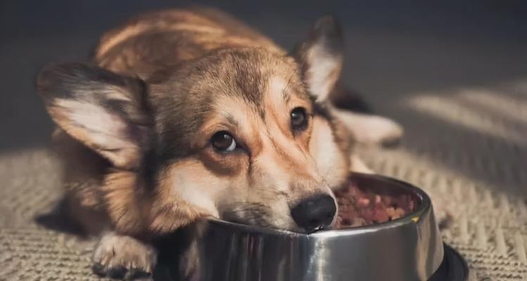 狗狗消化不良的症状及治疗方法（如何帮助你的宠物解决消化问题）