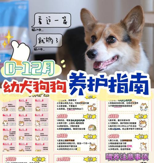 如何正确饲养狗狗？（注意狗狗的饮食，从细节出发！）