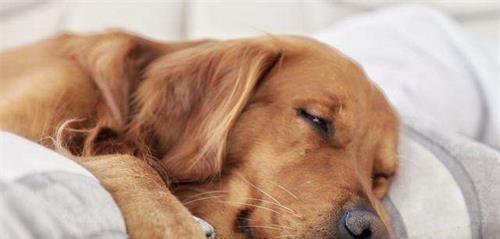 宠物狗狗也会患上关节炎（原因、症状及治疗方案）