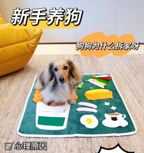 狗狗也有心理活动！（探究宠物内心世界，让爱不再有距离）