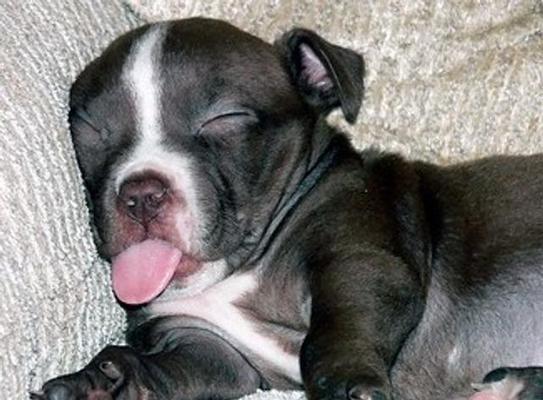 揭秘宠物狗一天睡多长时间（宠物狗睡眠习惯、狗狗睡眠质量、如何帮助狗狗提高睡眠质量）