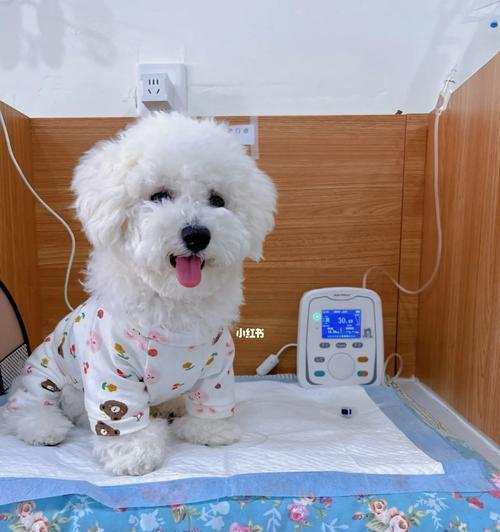 救救我的狗狗，肠胃炎怎么办？（宠物的健康问题、肠胃炎的预防与治疗）