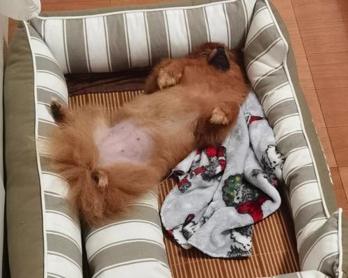 狗狗睡觉的秘密（揭开狗狗睡眠的奥秘，让你更懂宠物护理）