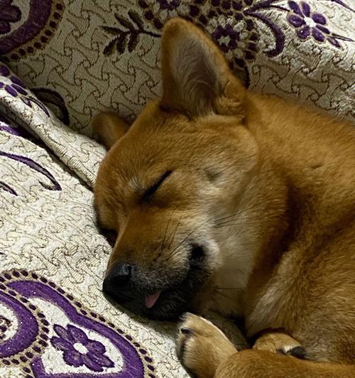 狗狗睡觉的秘密（揭开狗狗睡眠的奥秘，让你更懂宠物护理）