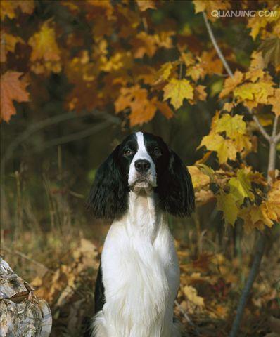 史宾格犬（从历史、特征、培养、训练到保健，带你全面了解史宾格犬）