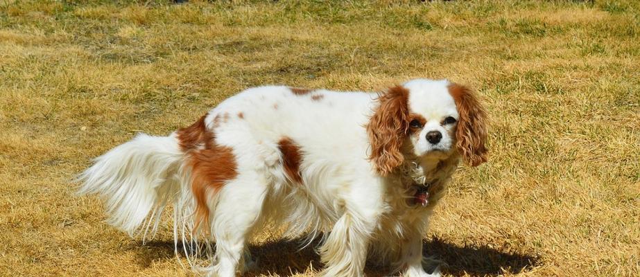 史宾格犬（从历史、特征、培养、训练到保健，带你全面了解史宾格犬）