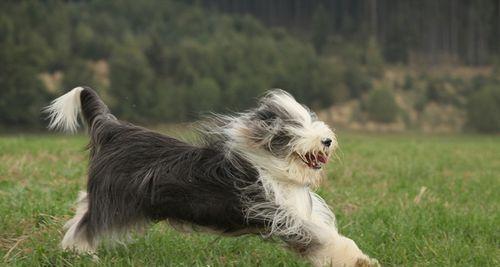 《如何正确判断你的冠毛犬的身高体重标准》（了解冠毛犬的身材健康，给它最好的呵护）