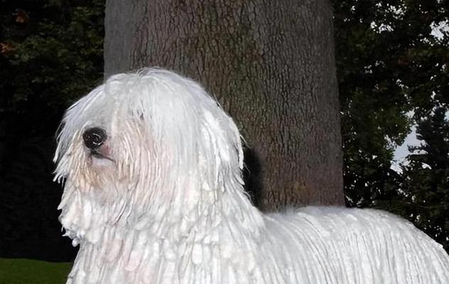 《如何正确判断你的冠毛犬的身高体重标准》（了解冠毛犬的身材健康，给它最好的呵护）