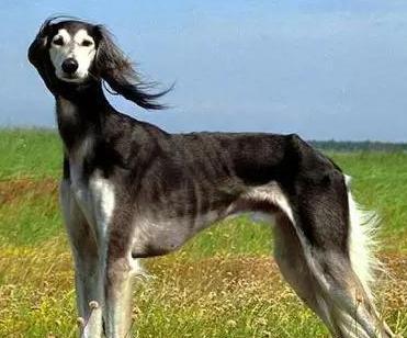 如何解决宠物冠毛犬总是叫的问题（让宠物与主人共享更美好的生活）
