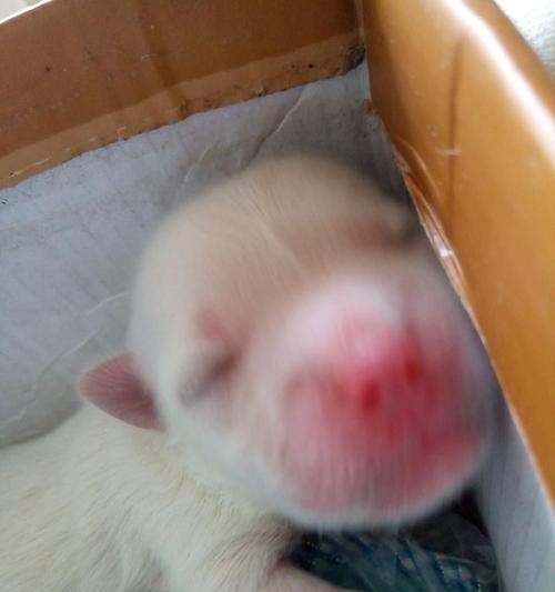 贵宾犬产后护理指南（如何为您的贵宾犬提供全面的产后护理）