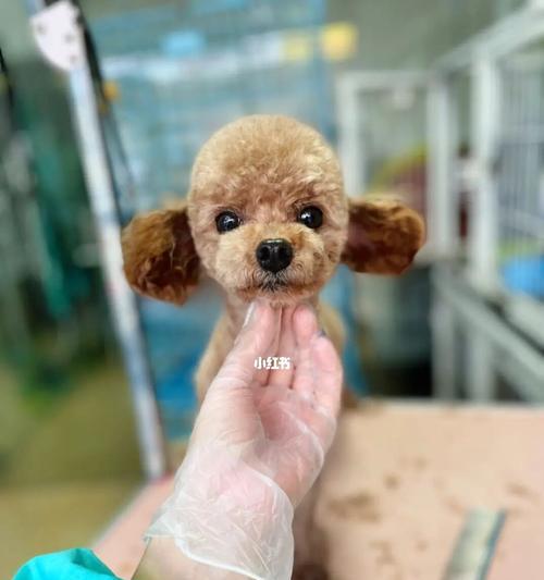 贵宾犬的美容与卫生（打造完美宠物形象，关注宠物健康）
