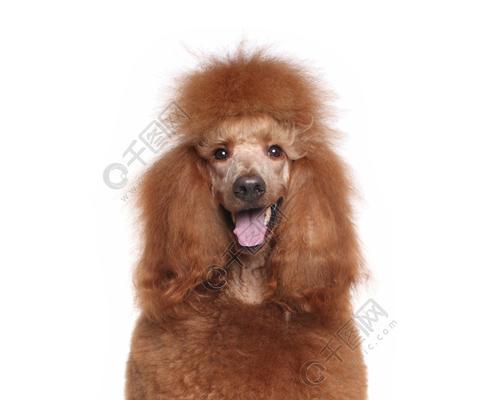 贵宾犬特征全解析——了解这些，做个明智的宠物主人（从外貌到性格，从品种到护理，全方位了解贵宾犬）