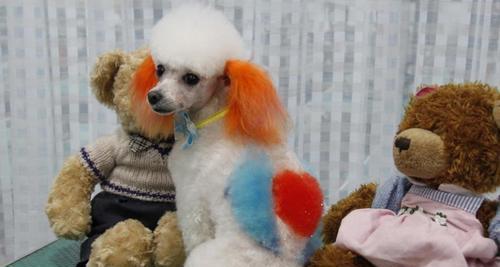 贵宾犬特征全解析——了解这些，做个明智的宠物主人（从外貌到性格，从品种到护理，全方位了解贵宾犬）