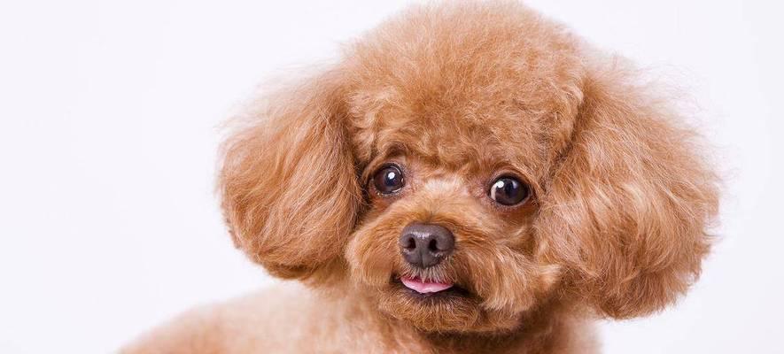 贵宾犬换毛期的护理（如何让你的贵宾犬度过换毛期）