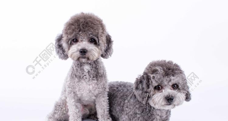 爱宠指南——贵宾犬基础知识（了解贵宾犬，让它成为你的最佳伙伴）