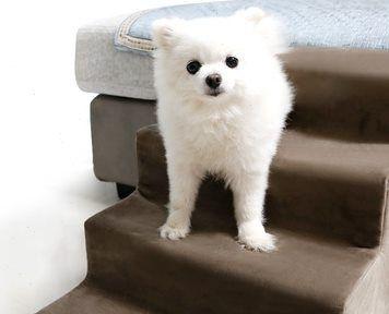贵宾犬爬楼梯的危害（贵宾犬的健康需关注，楼梯成为伤害风险的源头）
