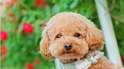 贵宾犬饲养全攻略（如何给你的贵宾犬提供健康快乐的生活？）