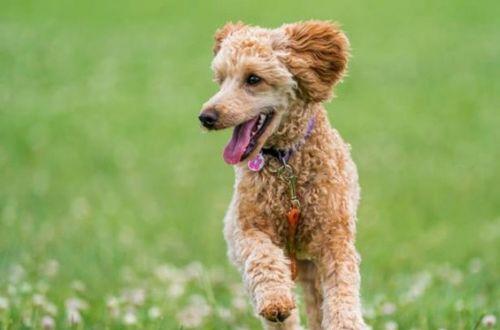 贵宾犬训练饮食指南（打造健康的贵宾犬生活——饮食篇）