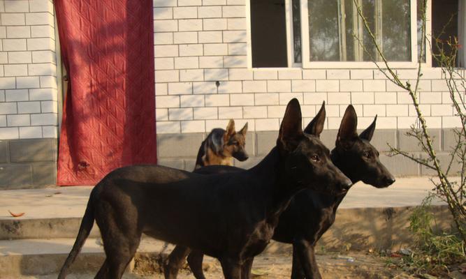 黑狼犬拉肚子怎么办？（如何处理宠物拉肚子的情况？——以黑狼犬为例）