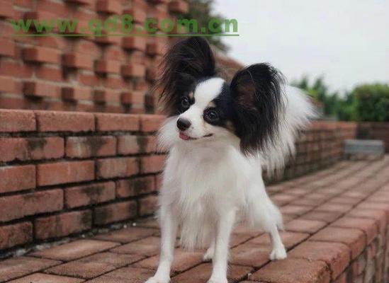 蝴蝶犬生病七个症状，如何及时发现和应对（宠物主人必备的防范知识和护理技巧）