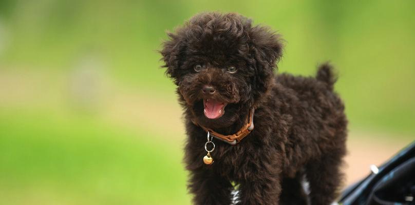 环境对贵宾犬的影响（以宠物为主，了解贵宾犬在不同环境下的变化）
