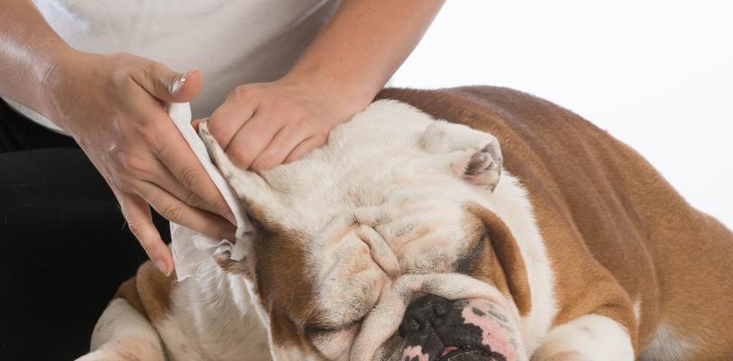 寄生虫对宠物犬的危害（了解狗狗身体内寄生虫的种类及对狗狗造成的危害）