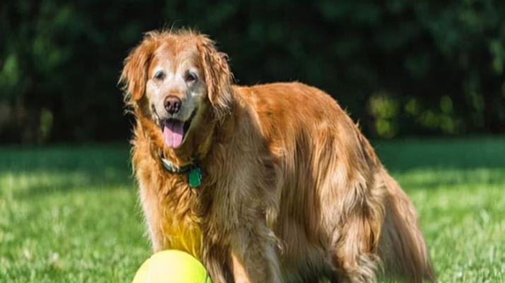 小心！宠物犬吃了洋葱可能中毒（了解中毒症状，及时处理救命关键）