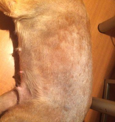 宠物金毛皮肤过敏的应对措施（以温和护理为核心关注宠物健康）