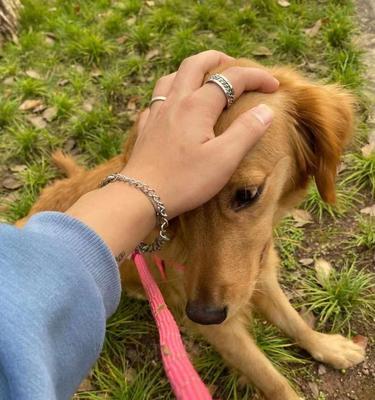 如何为金毛犬选择最好的疫苗（宠物健康保护必不可少，正确选用疫苗关键）