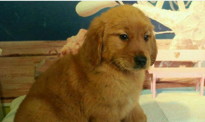 如何为金毛犬选择最好的疫苗（宠物健康保护必不可少，正确选用疫苗关键）