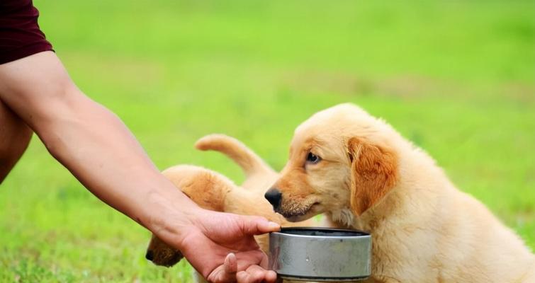 教你如何有效去除金毛幼犬的泪痕（干净清爽的小金毛，泪水留不下的秘诀！）