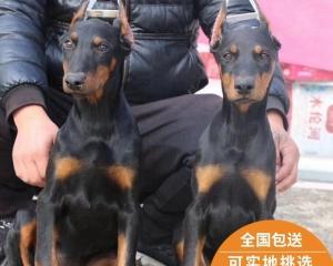 以卡斯罗犬的护理为主的全面宠物养护指南（以卡斯罗犬为例，详细讲解宠物养护中的注意事项和技巧）