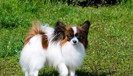 以卡斯罗犬的护理为主的全面宠物养护指南（以卡斯罗犬为例，详细讲解宠物养护中的注意事项和技巧）