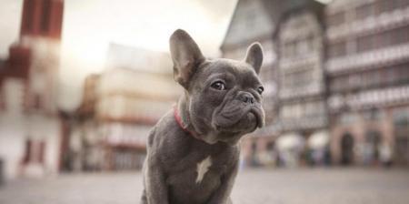 以卡斯罗犬的护理为主的全面宠物养护指南（以卡斯罗犬为例，详细讲解宠物养护中的注意事项和技巧）
